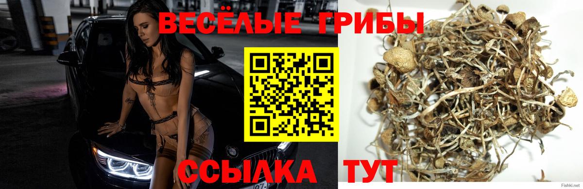 Псилоцибиновые грибы Psilocybe Анжеро-Судженск